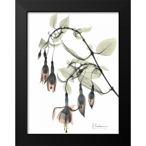 Fuchsia in Color Black Modern Wood Framed Art Print by Koetsier, Albert