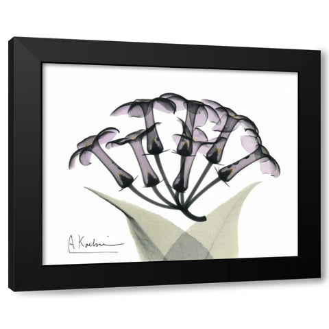 Stephanotis Bunch in Color Black Modern Wood Framed Art Print by Koetsier, Albert