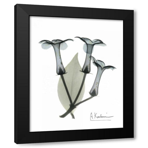 Stephanotis Triple  in Color Black Modern Wood Framed Art Print with Double Matting by Koetsier, Albert