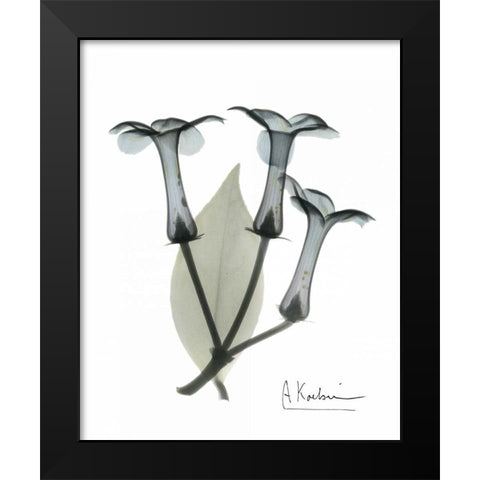 Stephanotis Triple  in Color Black Modern Wood Framed Art Print by Koetsier, Albert