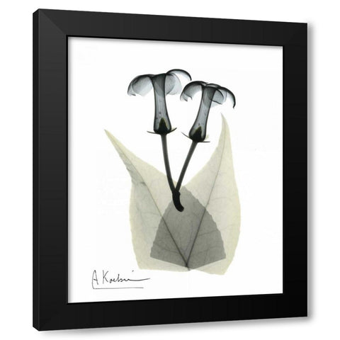 Stephanotis Pair  in Color Black Modern Wood Framed Art Print with Double Matting by Koetsier, Albert