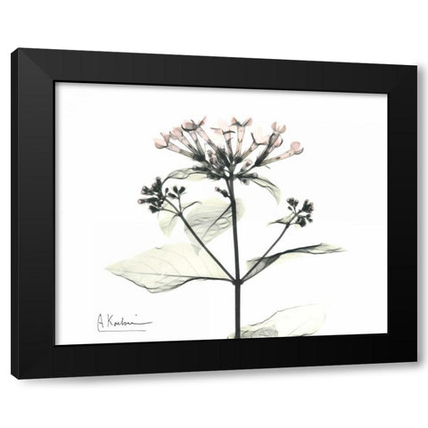 Bounaidia in Bloom Black Modern Wood Framed Art Print with Double Matting by Koetsier, Albert