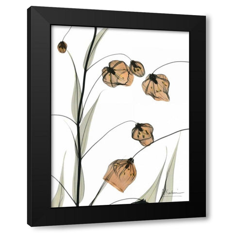 Sandersonia in Bloom Black Modern Wood Framed Art Print with Double Matting by Koetsier, Albert