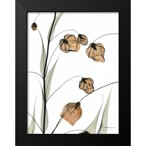 Sandersonia in Bloom Black Modern Wood Framed Art Print by Koetsier, Albert