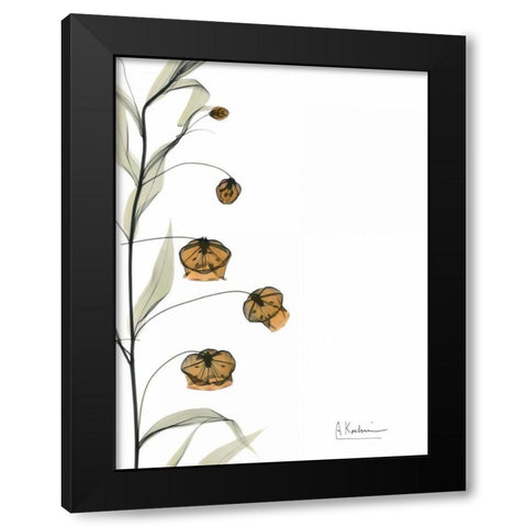 Sandersonia Bouquet  in Bloom Black Modern Wood Framed Art Print by Koetsier, Albert