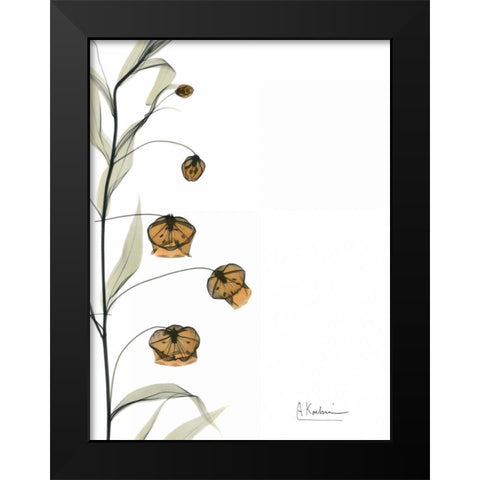 Sandersonia Bouquet  in Bloom Black Modern Wood Framed Art Print by Koetsier, Albert