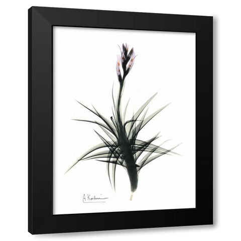 Tillandsia in Bloom Black Modern Wood Framed Art Print with Double Matting by Koetsier, Albert