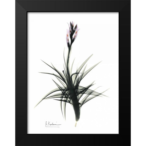 Tillandsia in Bloom Black Modern Wood Framed Art Print by Koetsier, Albert