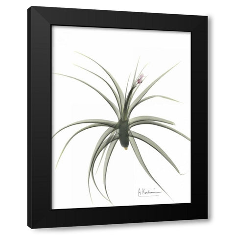 Zero Entropy Black Modern Wood Framed Art Print with Double Matting by Koetsier, Albert