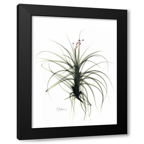 Tillandsia Top Black Modern Wood Framed Art Print with Double Matting by Koetsier, Albert