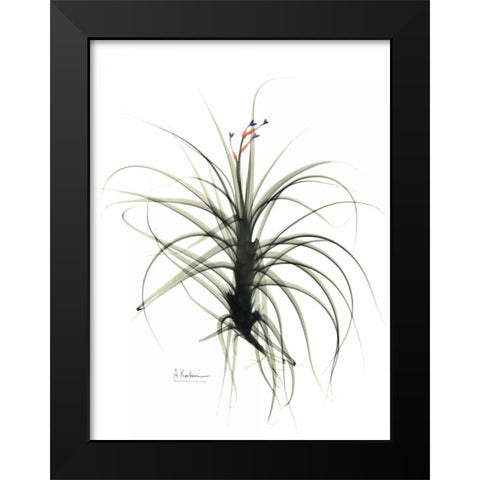 Tillandsia Top Black Modern Wood Framed Art Print by Koetsier, Albert