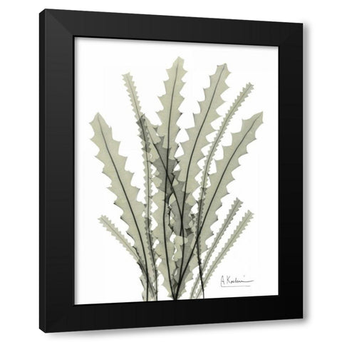 Banksia in Green Black Modern Wood Framed Art Print with Double Matting by Koetsier, Albert