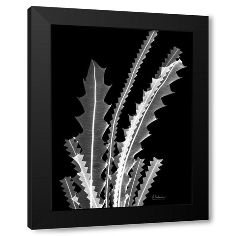 Banksia SE46 Black Modern Wood Framed Art Print with Double Matting by Koetsier, Albert