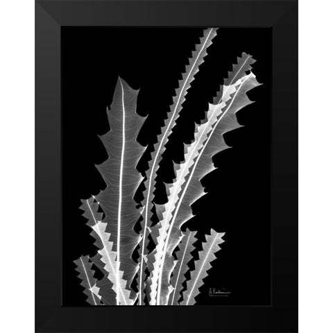 Banksia SE46 Black Modern Wood Framed Art Print by Koetsier, Albert