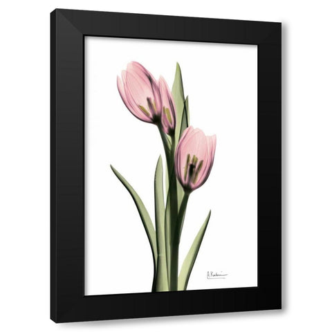 Annie Tulip Black Modern Wood Framed Art Print with Double Matting by Koetsier, Albert