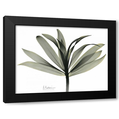 Sons of India Dracaena Black Modern Wood Framed Art Print with Double Matting by Koetsier, Albert