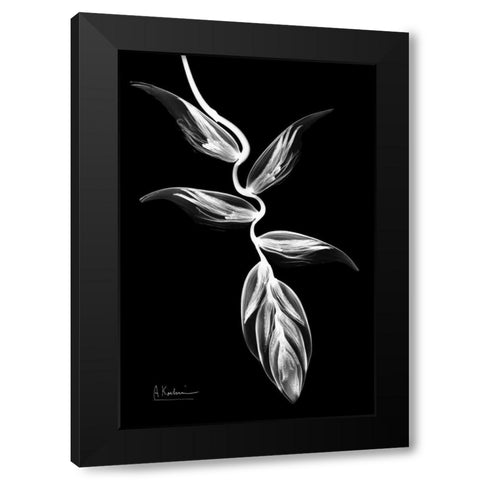 Heliconia BandW on Black Black Modern Wood Framed Art Print with Double Matting by Koetsier, Albert