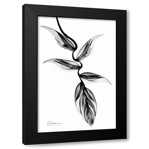 Heliconia BandW Black Modern Wood Framed Art Print with Double Matting by Koetsier, Albert