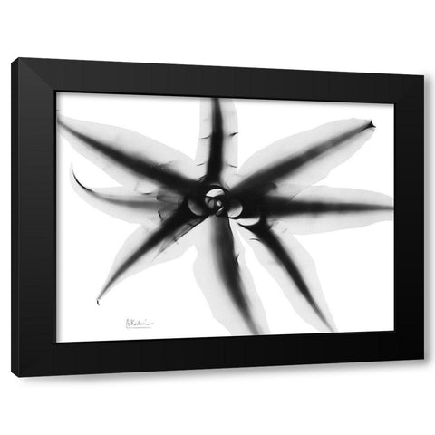 Cryptanthus Black Modern Wood Framed Art Print with Double Matting by Koetsier, Albert
