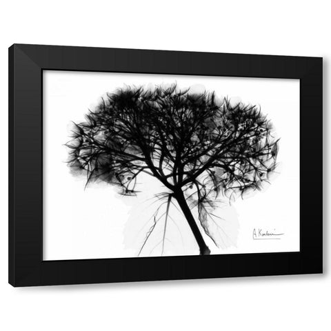 Hydrangea  Bunch In BandW Black Modern Wood Framed Art Print with Double Matting by Koetsier, Albert