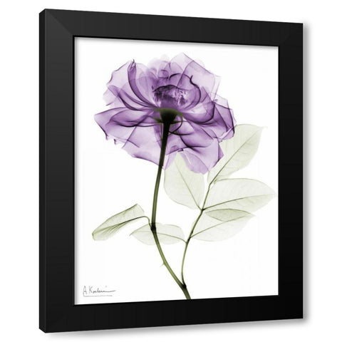 Purple Rose Black Modern Wood Framed Art Print with Double Matting by Koetsier, Albert