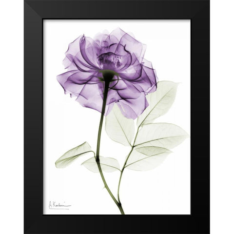 Purple Rose Black Modern Wood Framed Art Print by Koetsier, Albert