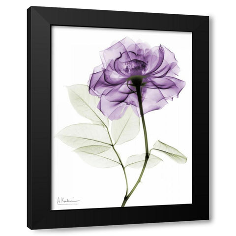 Purlpe Rose 2 Black Modern Wood Framed Art Print by Koetsier, Albert