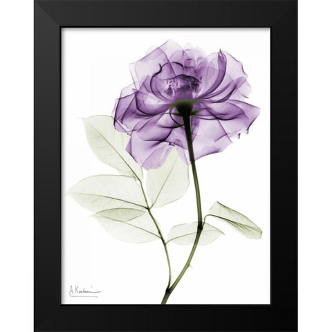 Purlpe Rose 2 Black Modern Wood Framed Art Print by Koetsier, Albert