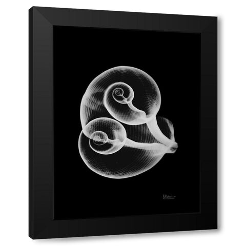 Conjoined Shells on Black Black Modern Wood Framed Art Print by Koetsier, Albert