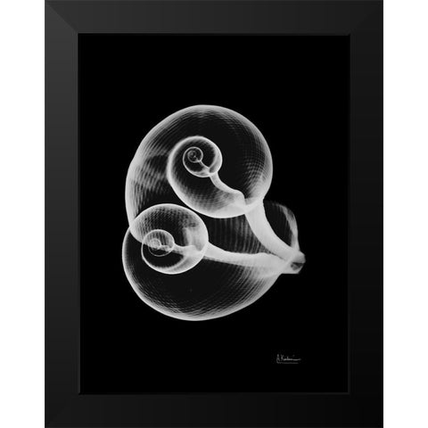 Conjoined Shells on Black Black Modern Wood Framed Art Print by Koetsier, Albert