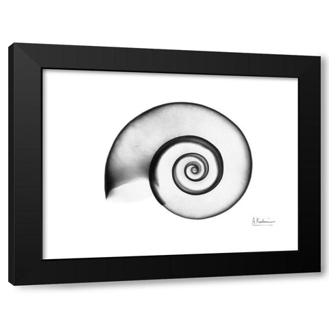 Ramshorn Snail Shell Black Modern Wood Framed Art Print with Double Matting by Koetsier, Albert