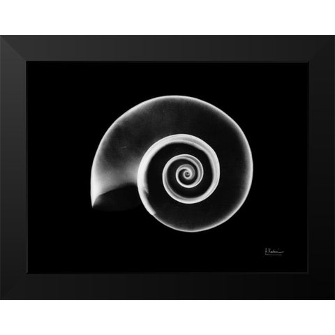 Ramshorn Snail Shell Black Modern Wood Framed Art Print by Koetsier, Albert