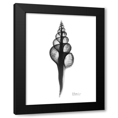 Fusinus Colus Black Modern Wood Framed Art Print with Double Matting by Koetsier, Albert