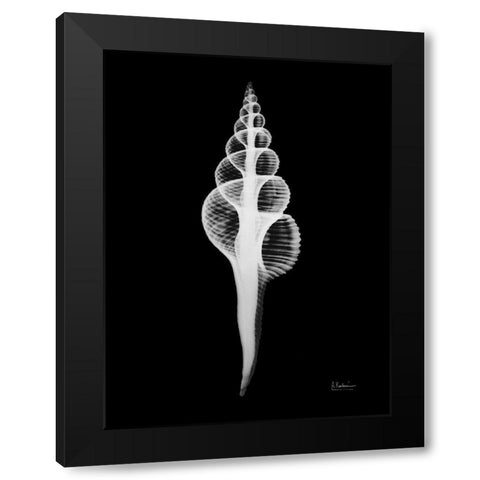 Fusinus Colus Black Modern Wood Framed Art Print with Double Matting by Koetsier, Albert