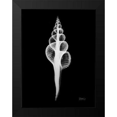 Fusinus Colus Black Modern Wood Framed Art Print by Koetsier, Albert