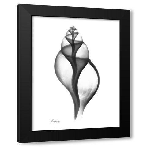 Tulip Shell Black Modern Wood Framed Art Print with Double Matting by Koetsier, Albert