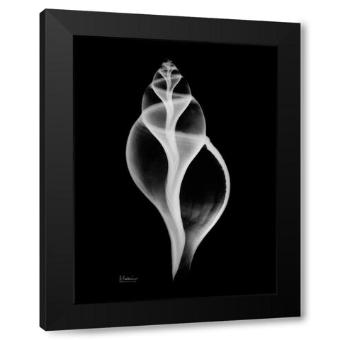 Tulip Shell Black Modern Wood Framed Art Print with Double Matting by Koetsier, Albert