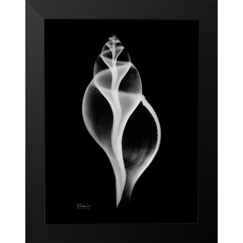 Tulip Shell Black Modern Wood Framed Art Print by Koetsier, Albert