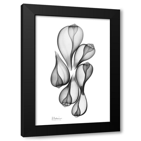 Fig Shells Black Modern Wood Framed Art Print with Double Matting by Koetsier, Albert