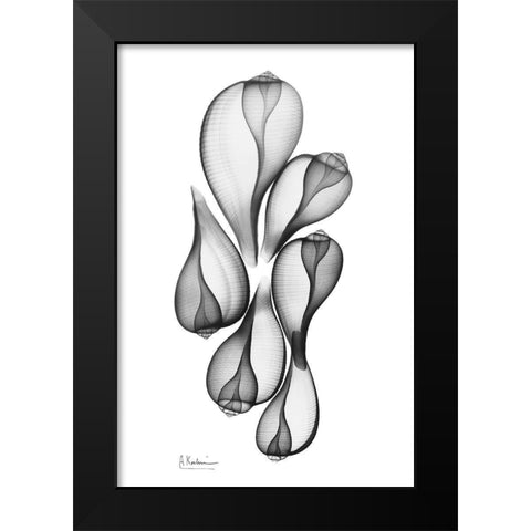 Fig Shells Black Modern Wood Framed Art Print by Koetsier, Albert