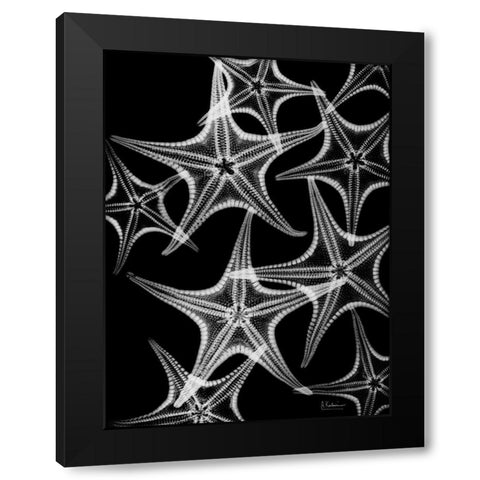 Starfish Spray Black Modern Wood Framed Art Print by Koetsier, Albert