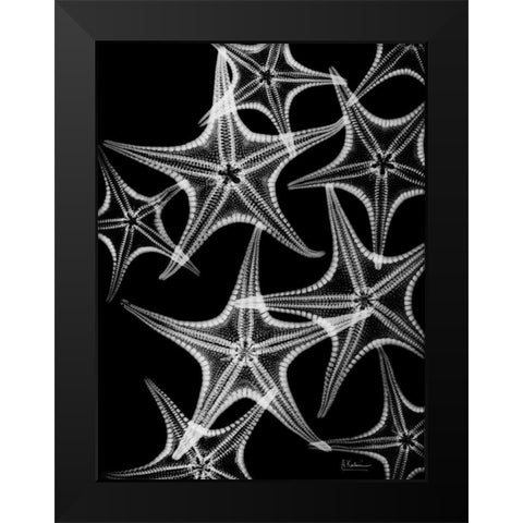 Starfish Spray Black Modern Wood Framed Art Print by Koetsier, Albert