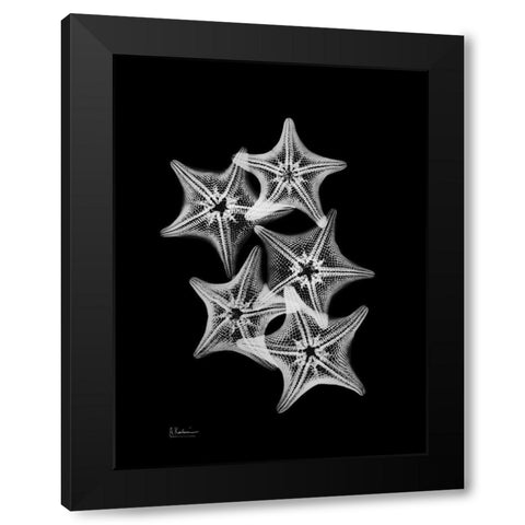 Starfish Collage Black Modern Wood Framed Art Print by Koetsier, Albert