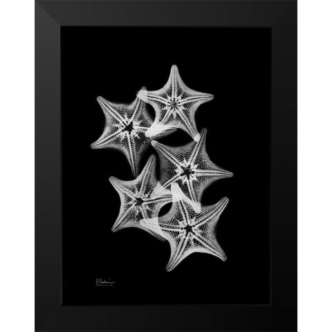 Starfish Collage Black Modern Wood Framed Art Print by Koetsier, Albert