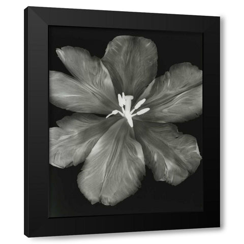 Big Blossom I Black Modern Wood Framed Art Print with Double Matting by Koetsier, Albert