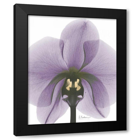 Purple Orchid A29 Black Modern Wood Framed Art Print with Double Matting by Koetsier, Albert