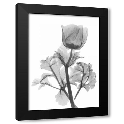 Lonely Anemone Black Modern Wood Framed Art Print by Koetsier, Albert