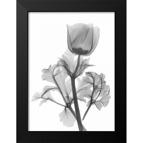 Lonely Anemone Black Modern Wood Framed Art Print by Koetsier, Albert