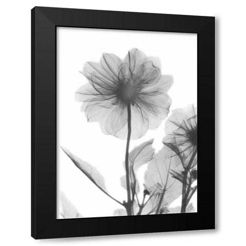 Dahlia Twins Black Modern Wood Framed Art Print by Koetsier, Albert