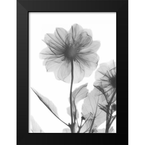 Dahlia Twins Black Modern Wood Framed Art Print by Koetsier, Albert